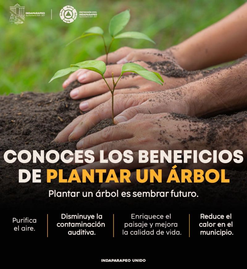 Plantar un árbol es sembrar vida.